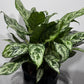 Aglaonema Laurel Green