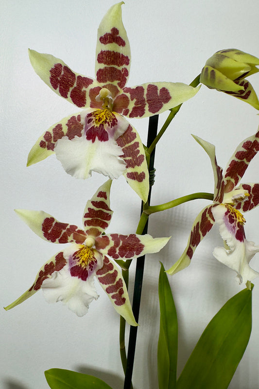 Orchid Cambria 3 SMELLS!