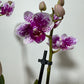 Orhideja Phalaenopsis 2 õievart 7.var