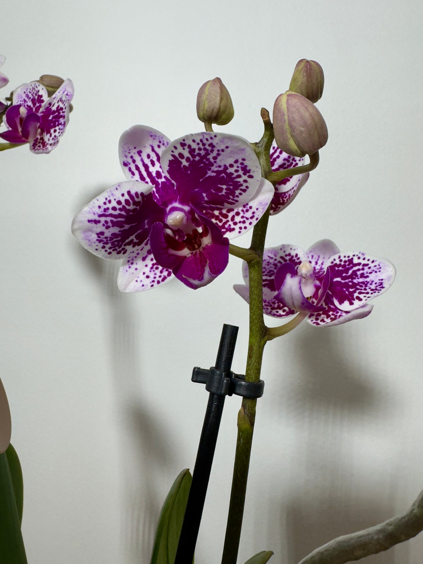 Orhideja Phalaenopsis 2 õievart 7.var