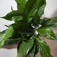 Spathiphyllum Diamond