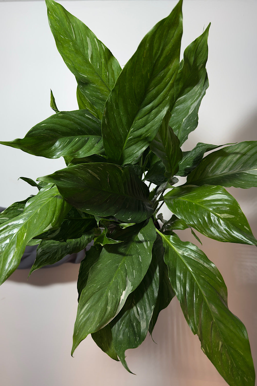 Spathiphyllum Diamond