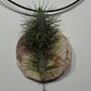 Air plant Tillandsia Air plant 7