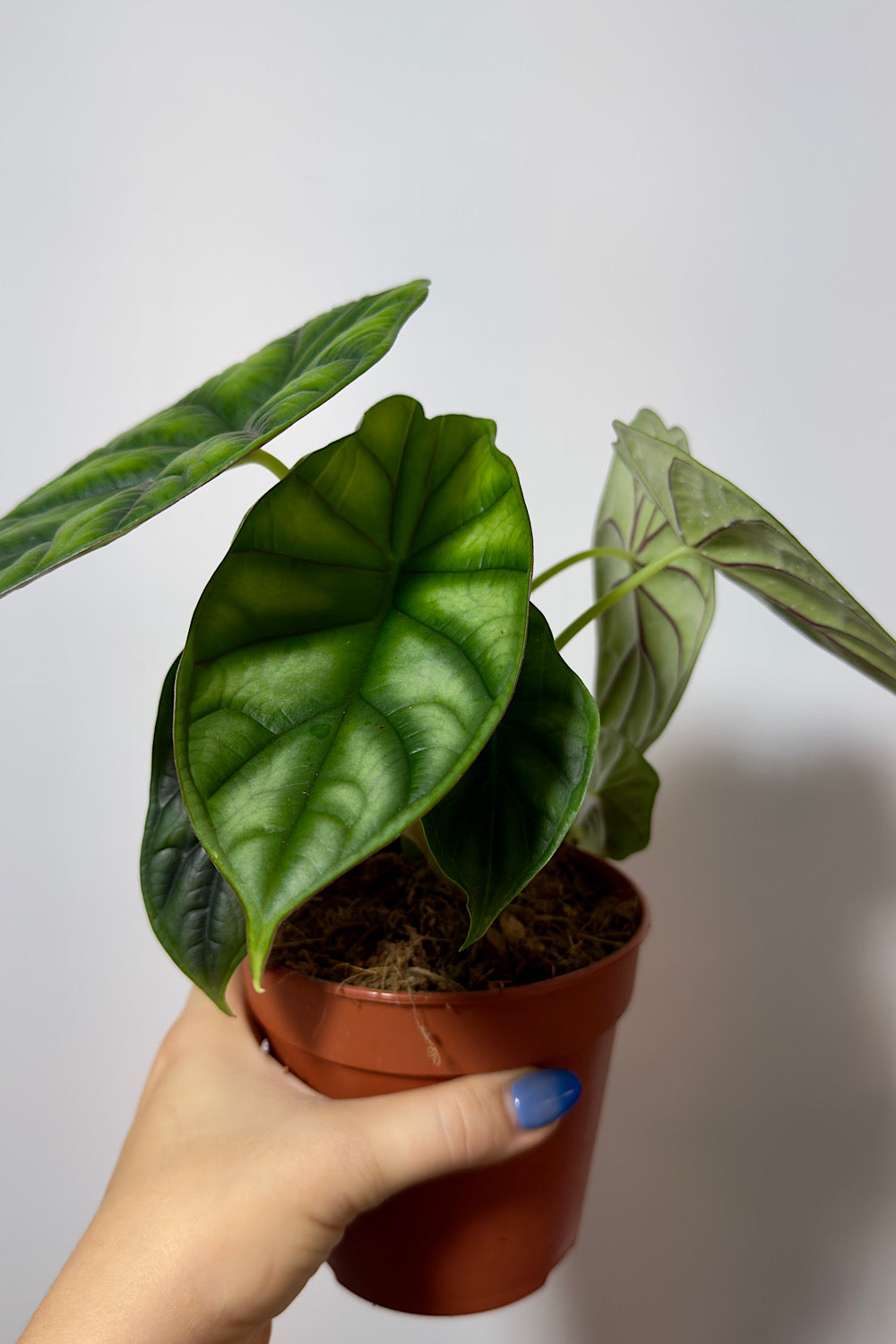 Alocasia 'Dragon Scale'