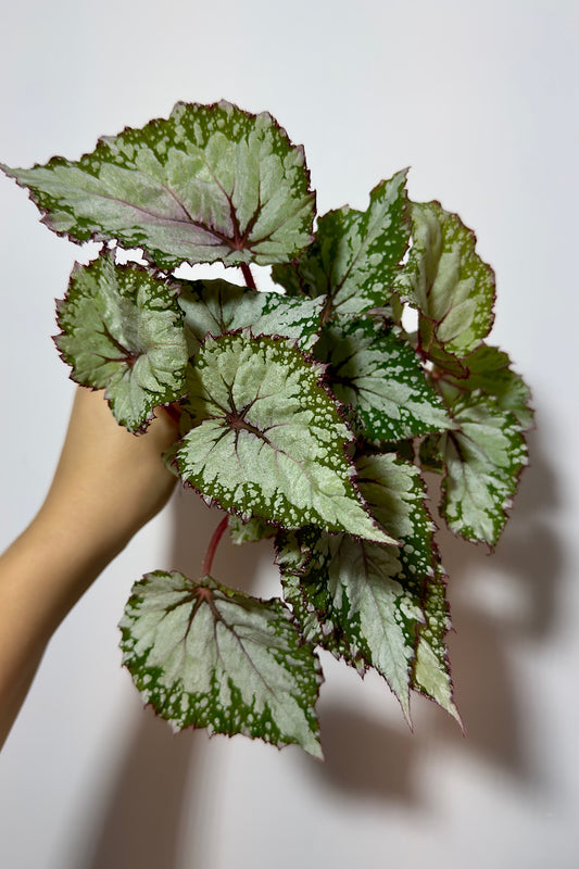 Begonia Beleaf 4