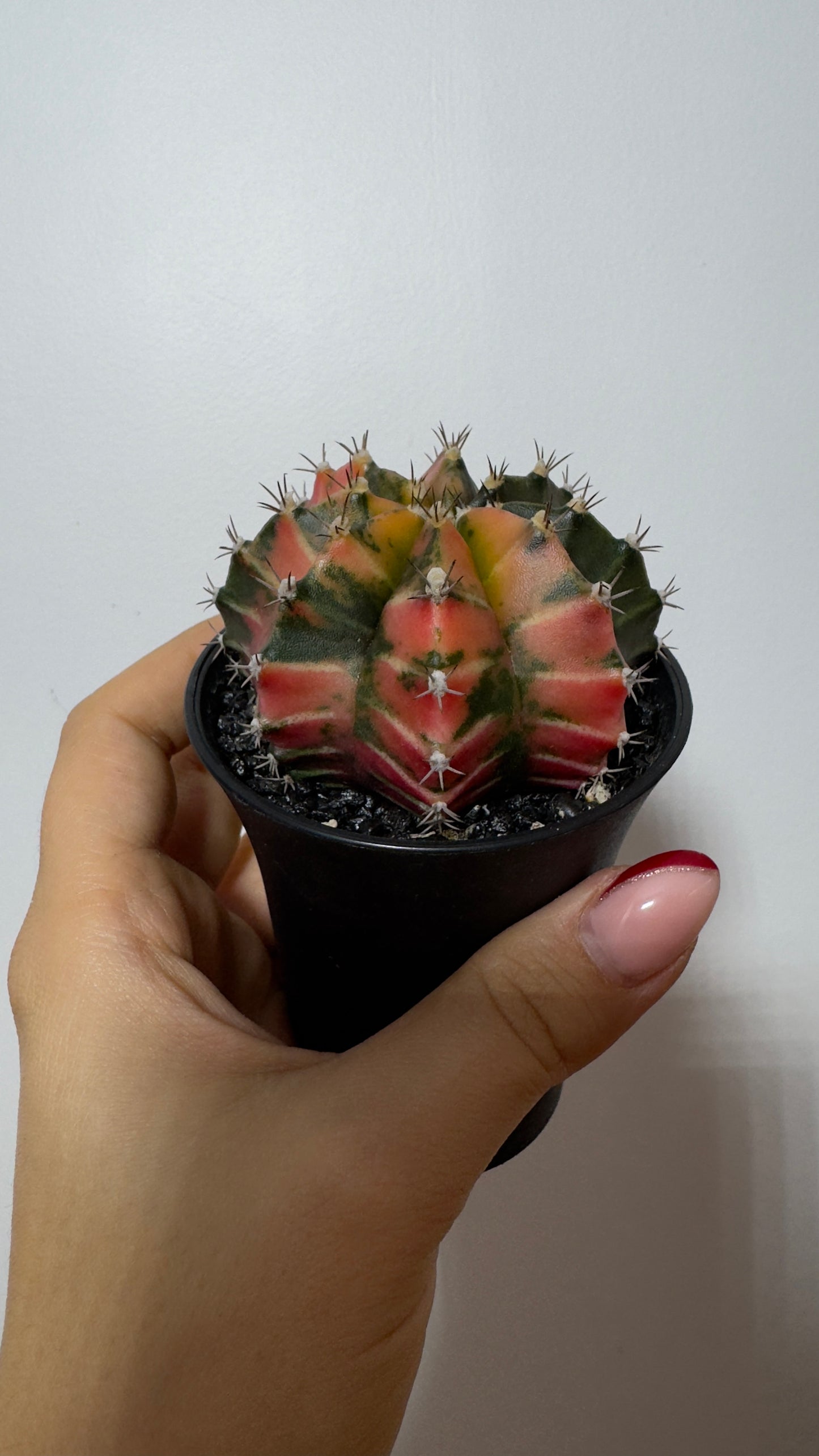 Gymnocalycium mihanovichii variegata