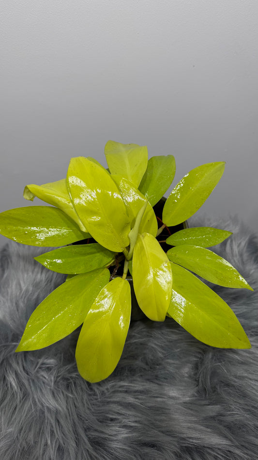 Philodendron Malay Gold