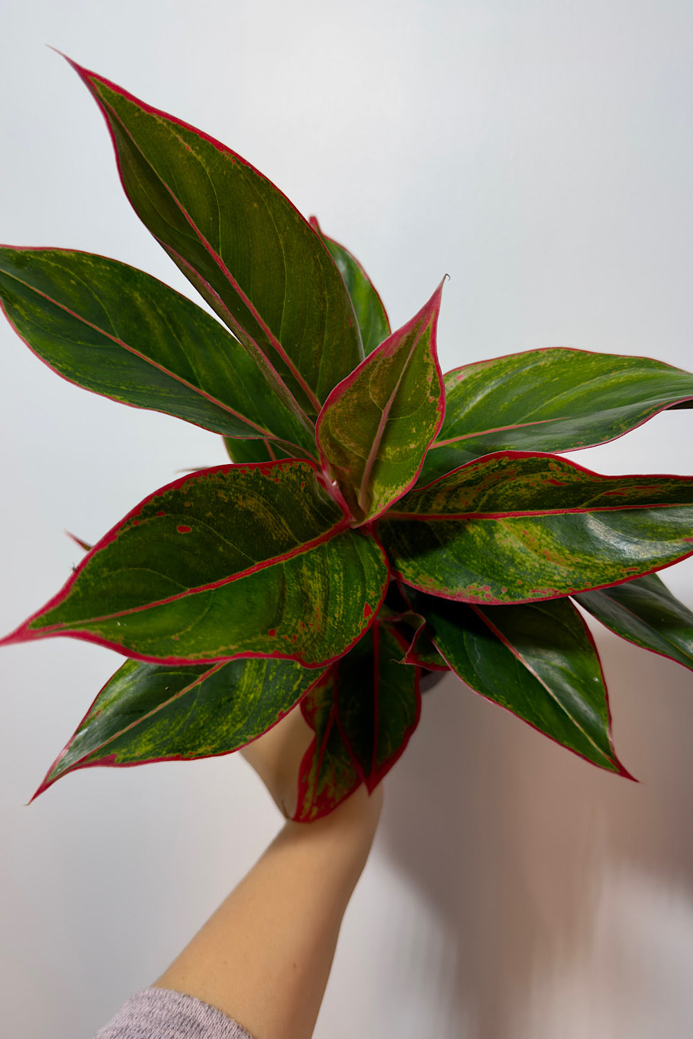 Aglaonema 16