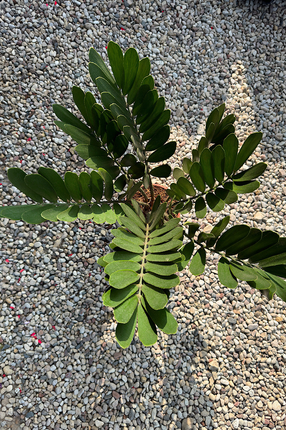 Zamia Furfuracea