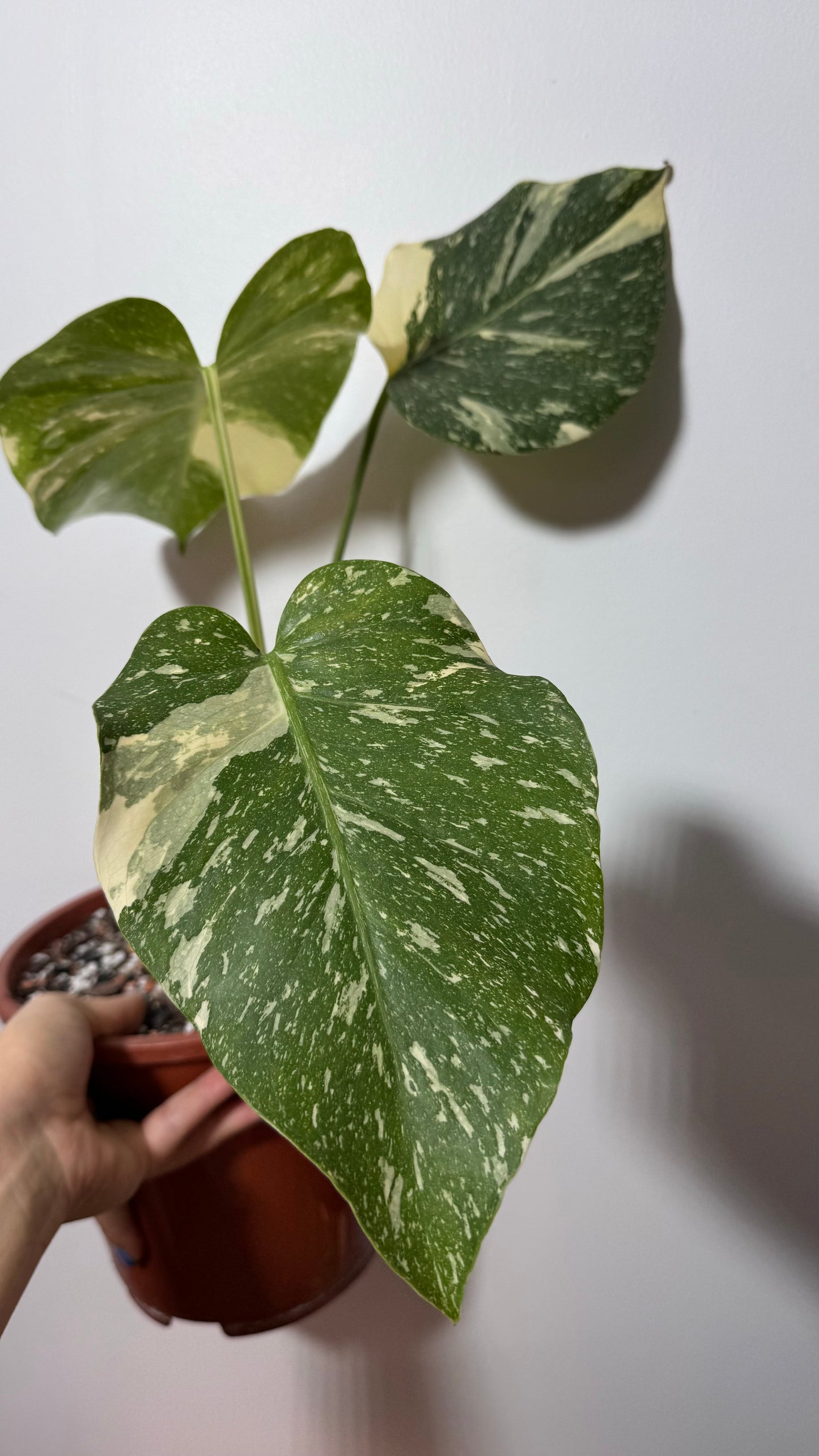 Monstera Thai Constellation 7