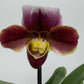 Orhideja Paphiopedilum Amerika 4