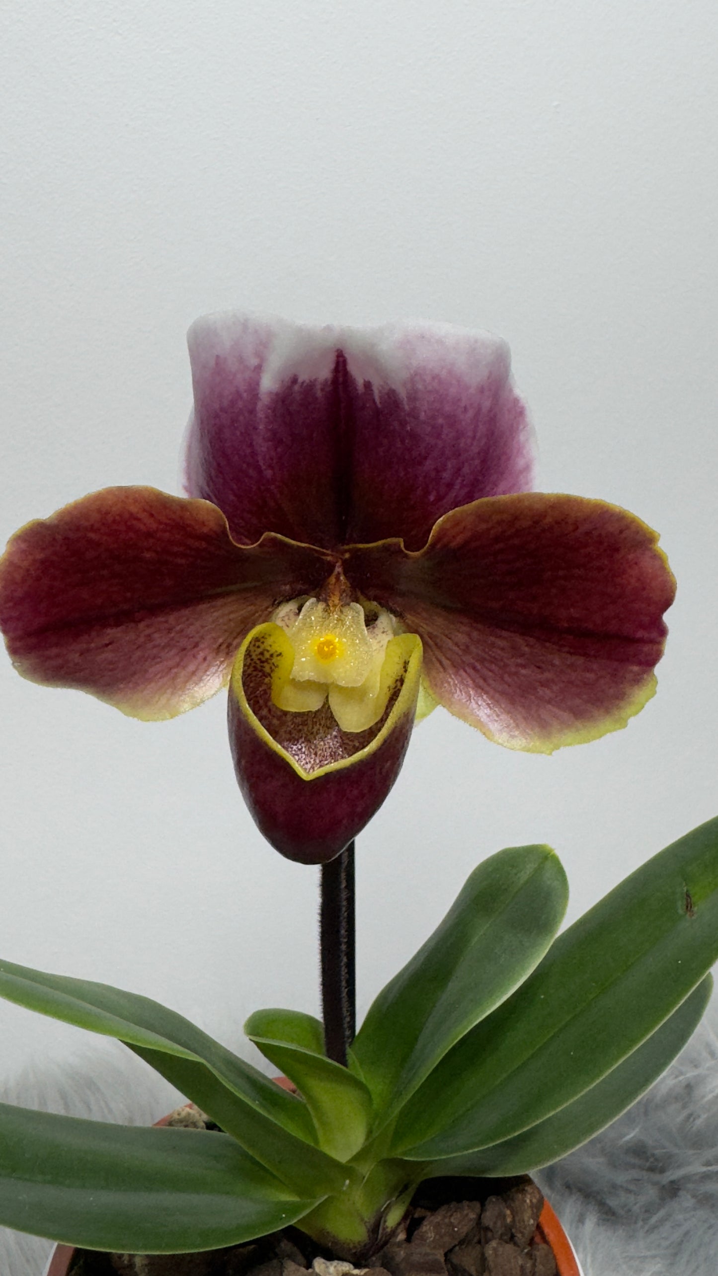 Orhideja Paphiopedilum Amerika 4