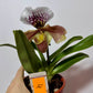 Orhideja Paphiopedilum Amerika 4