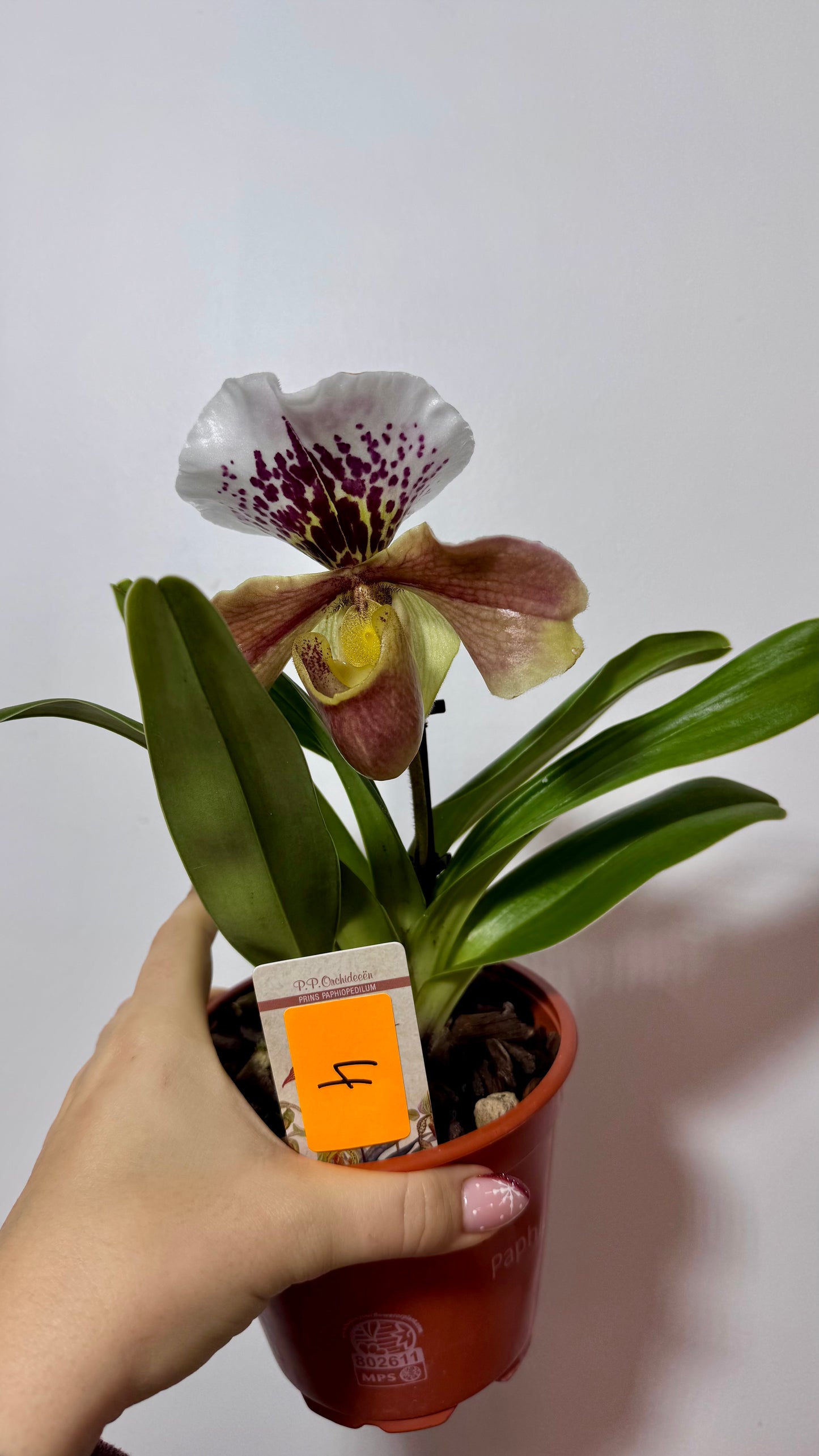 Orhideja Paphiopedilum Amerika 4