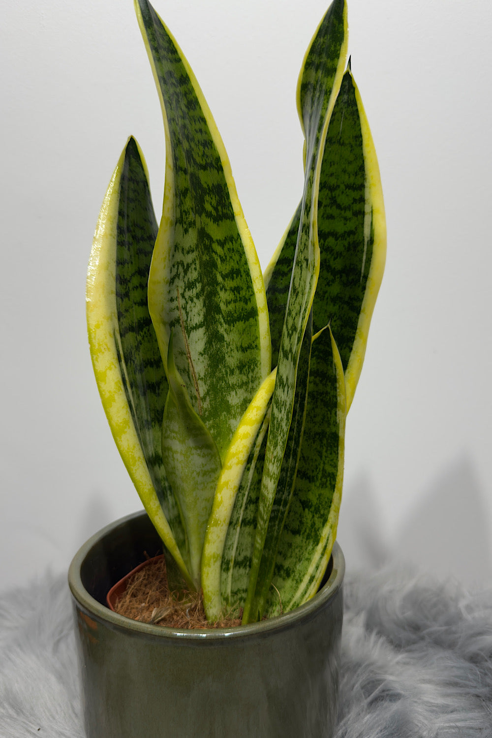 Sansevieria Futura Superba