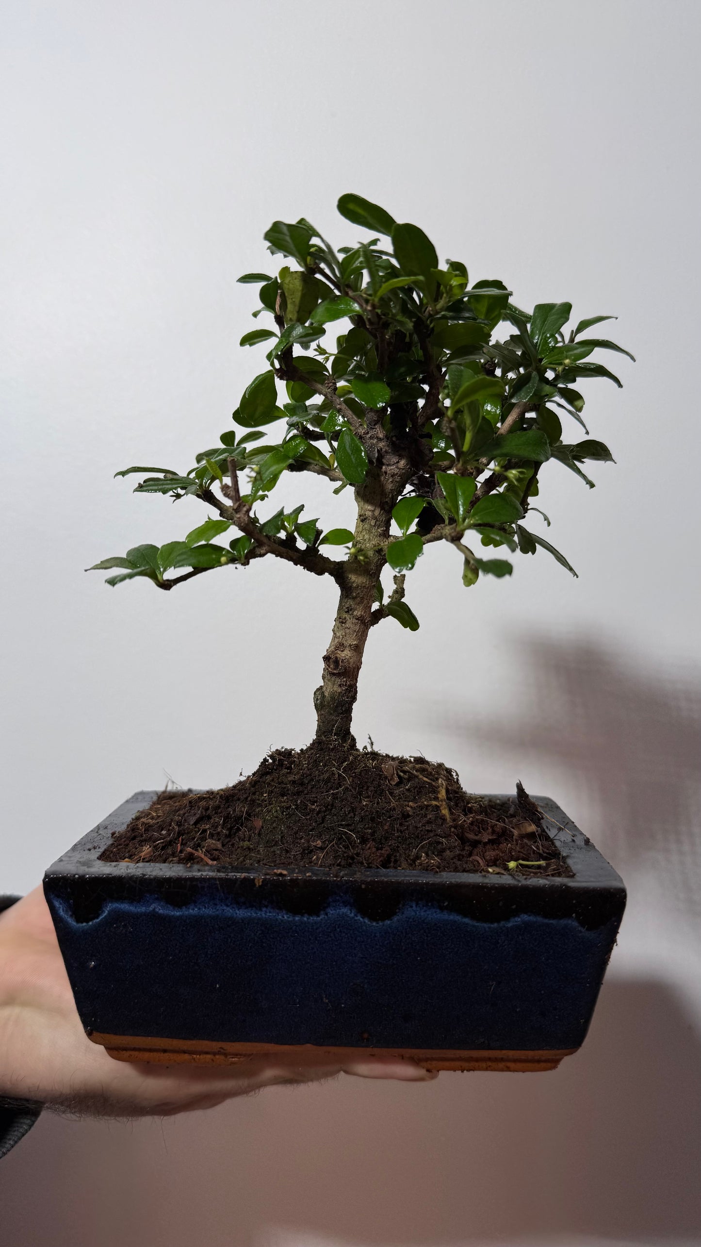 Bonsai Carmona