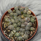 Lithops 6