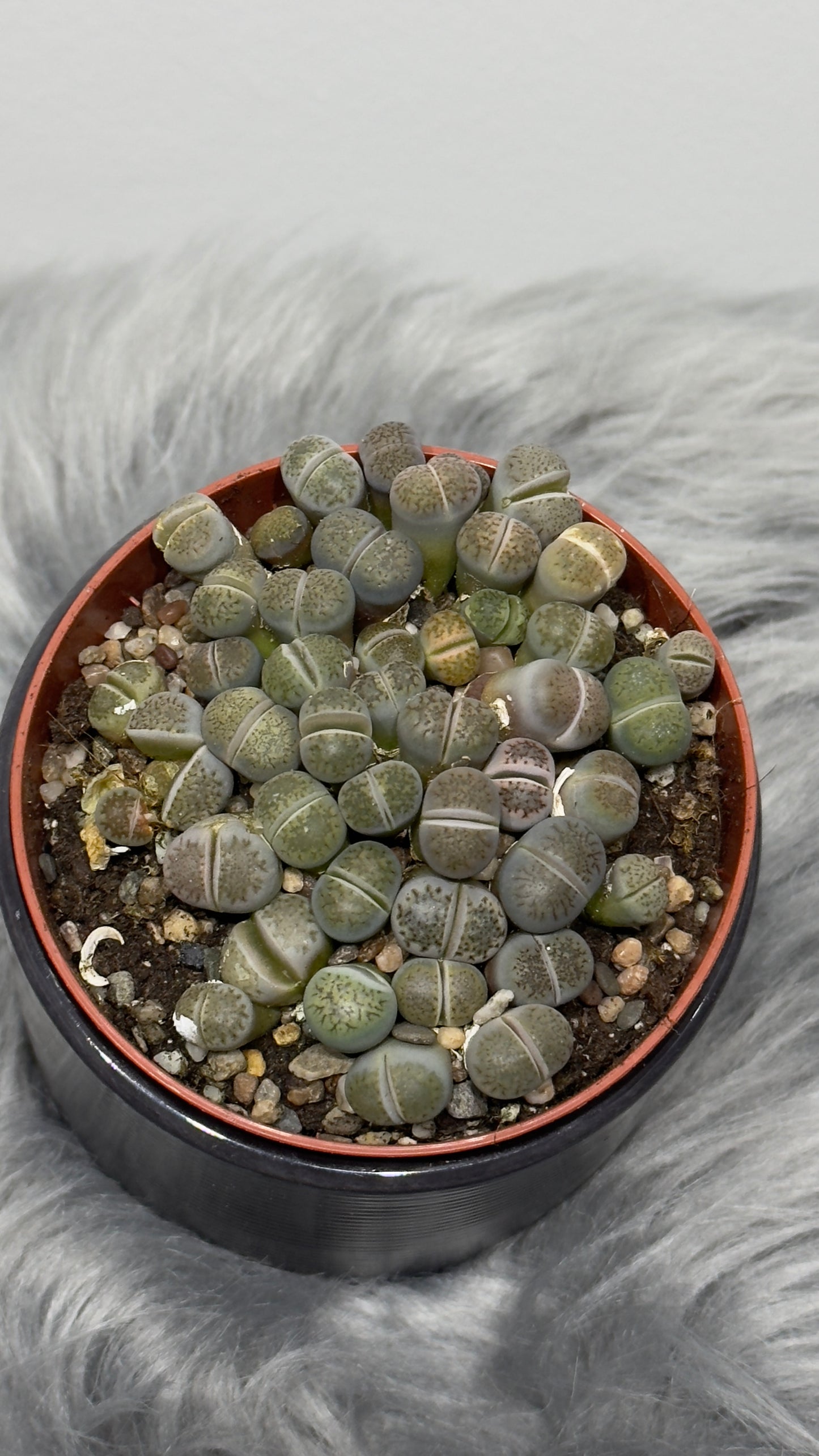 Lithops 6