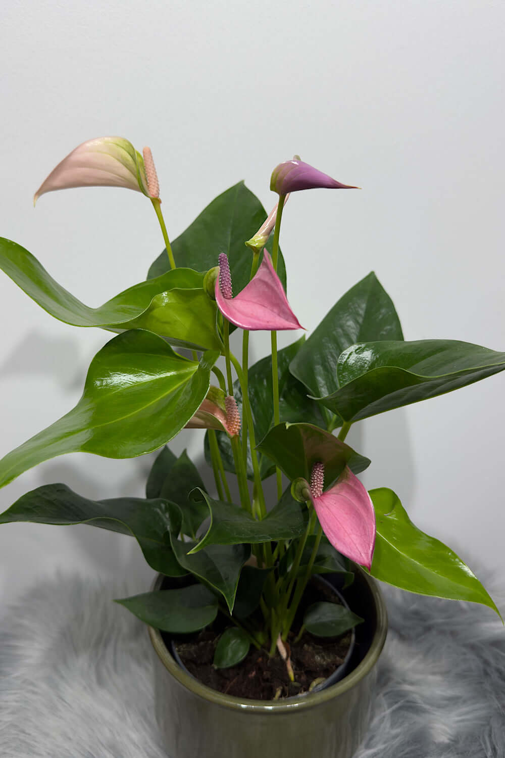 Anthurium