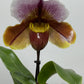 Orhideja Paphiopedilum Amerika 1