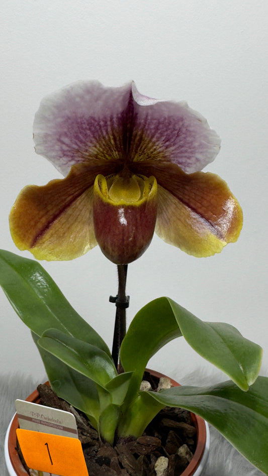 Orhideja Paphiopedilum Amerika 1