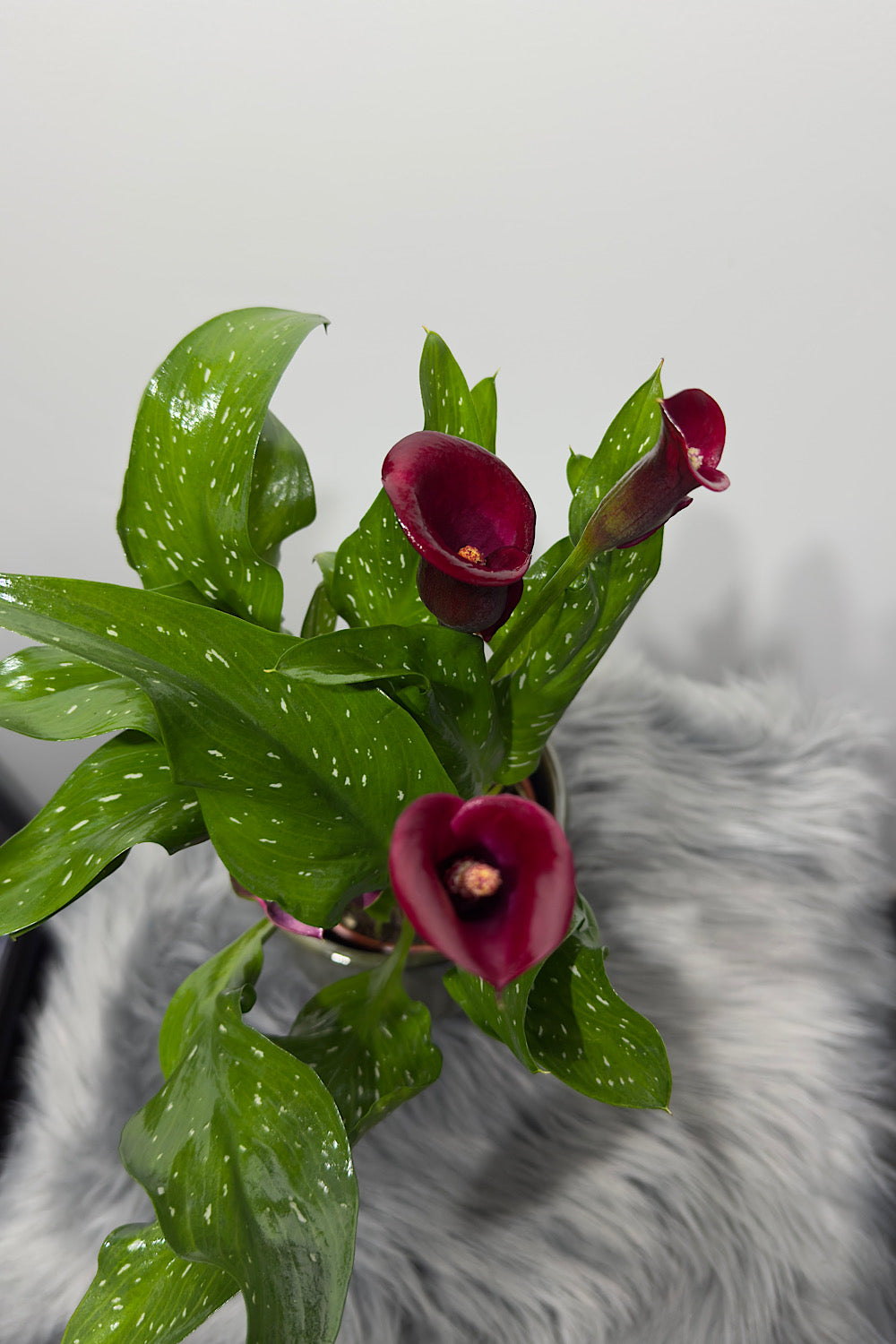 Zantedeschia 4