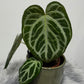 Anthurium crystallinum