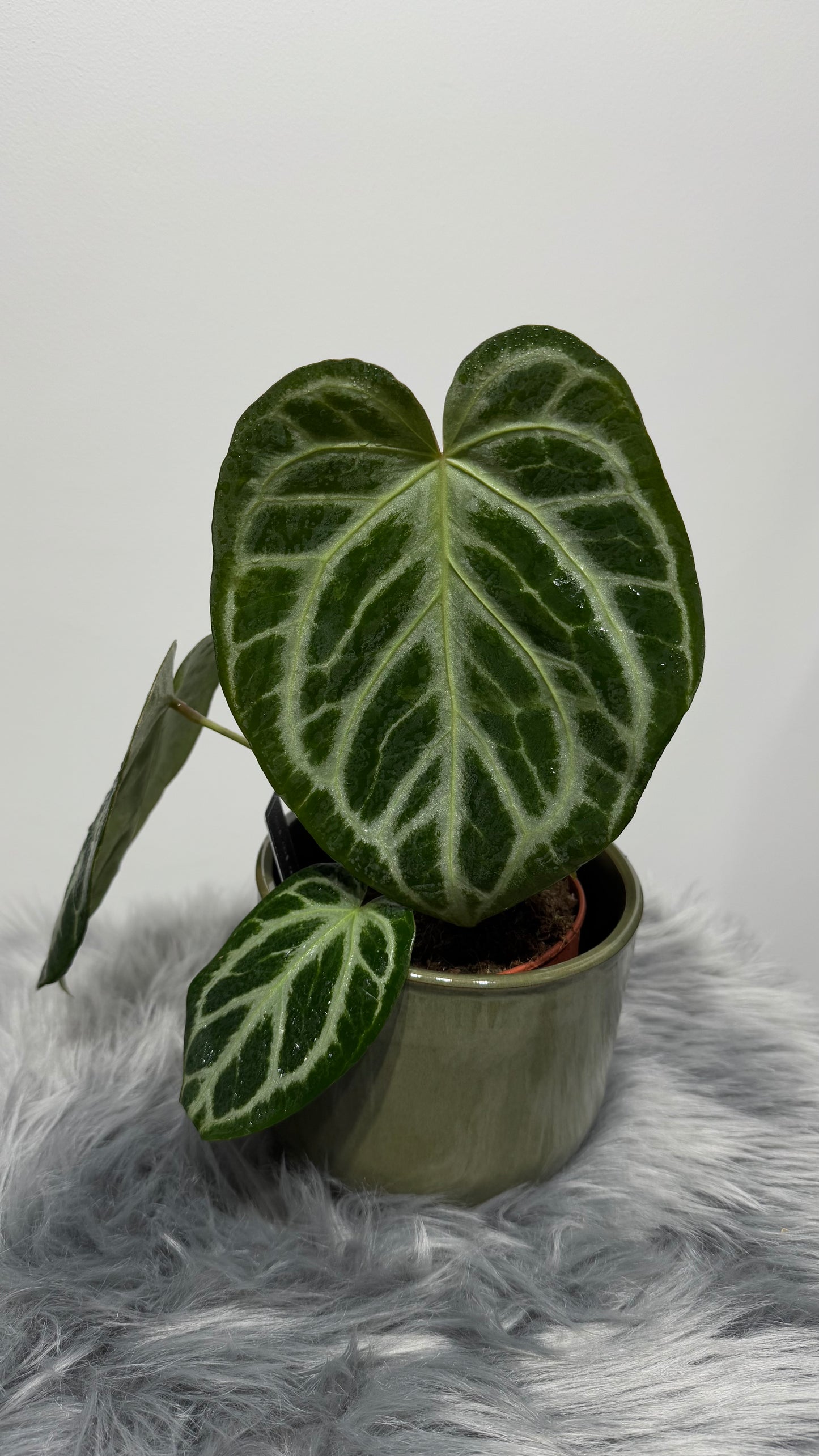 Anthurium crystallinum