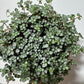 Pilea Glaucophylla Greyzy