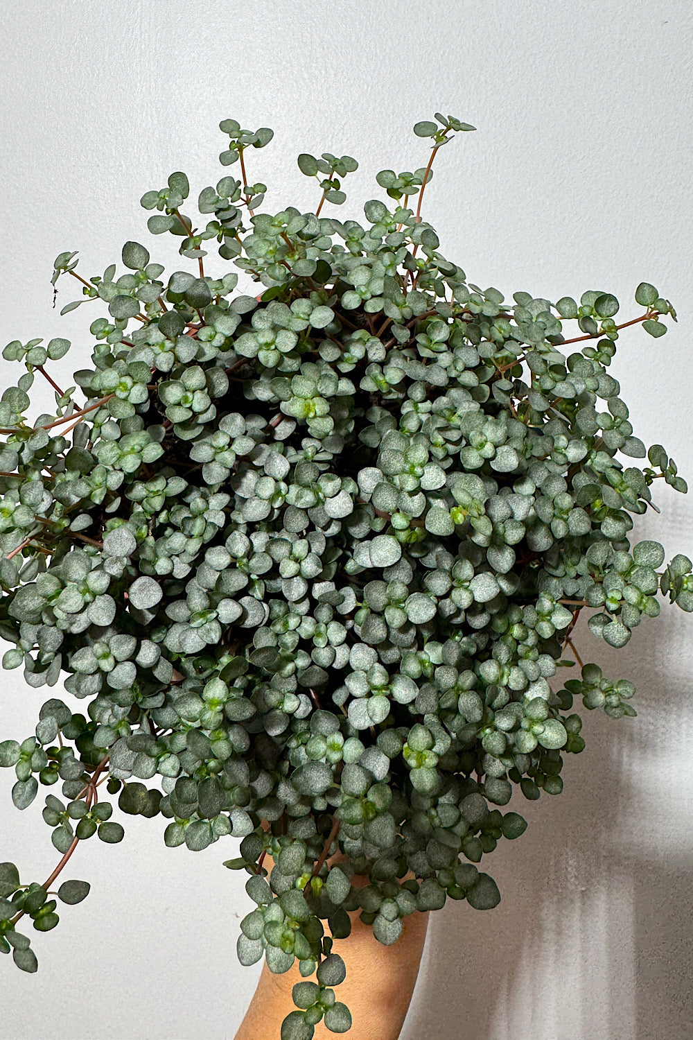 Pilea Glaucophylla Greyzy