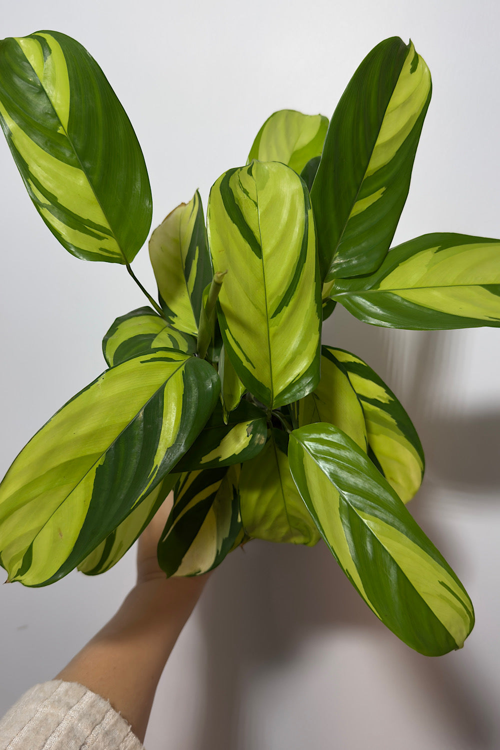 Ctenanthe Pilosa Mosaic