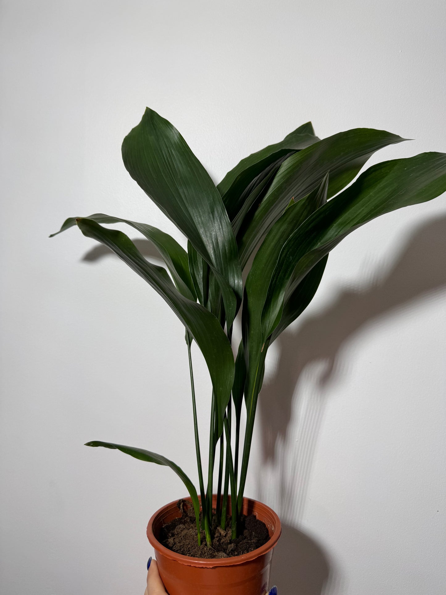 Aspidistra elatior Mājas svētība