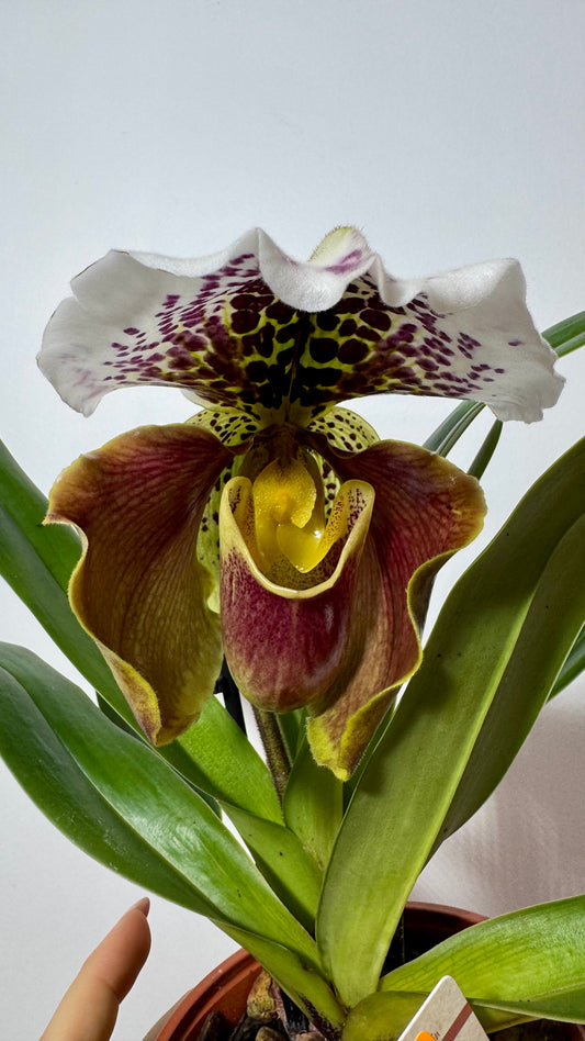 Orhideja Paphiopedilum Amerika 1