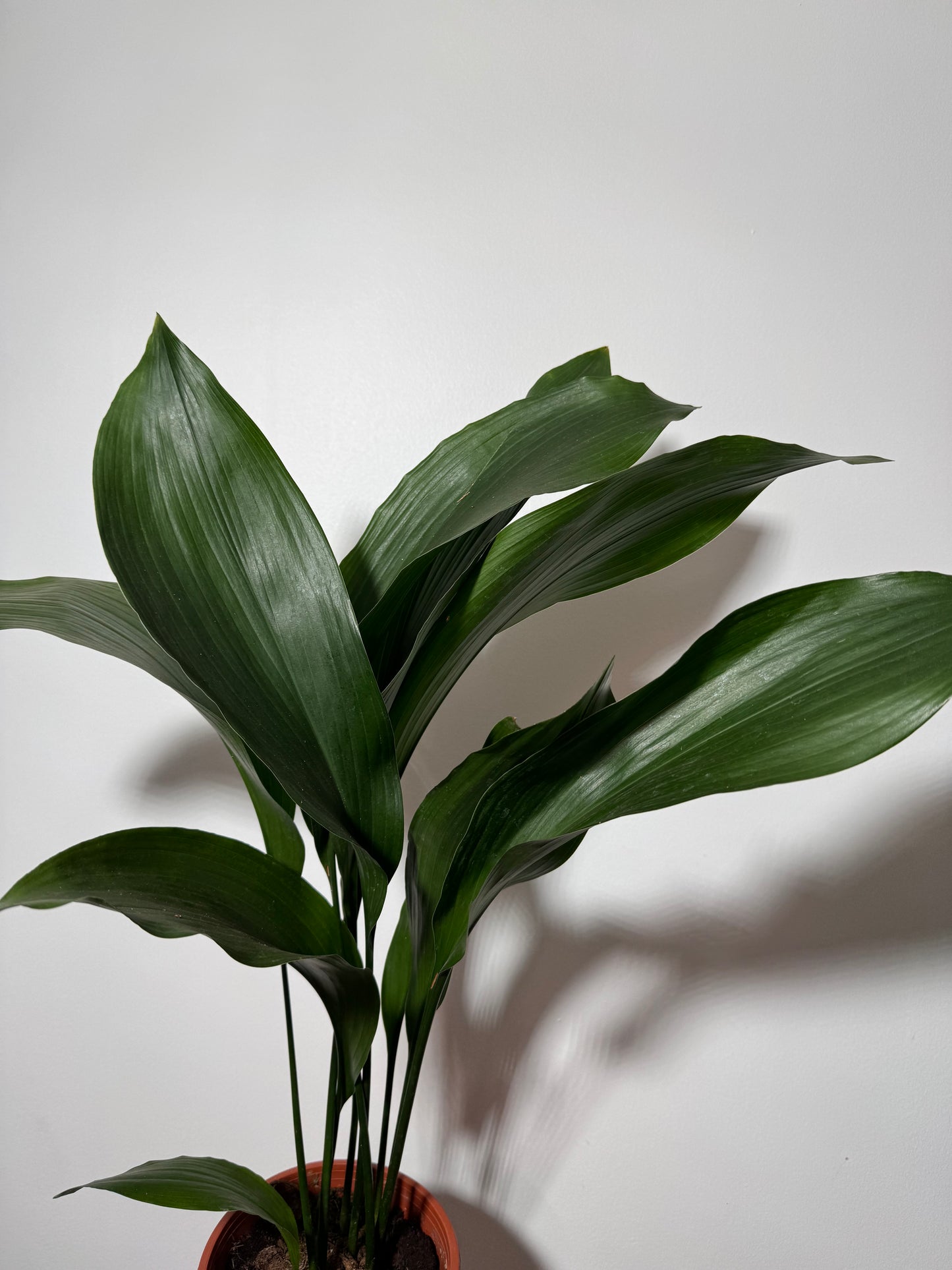 Aspidistra elatior Mājas svētība