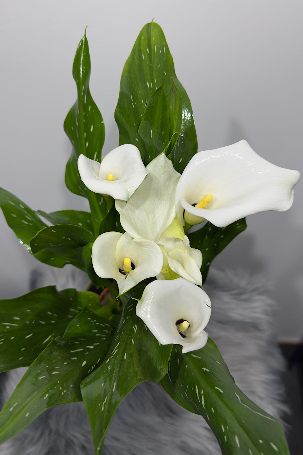 Zantedeschia 2