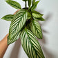 Calathea 1