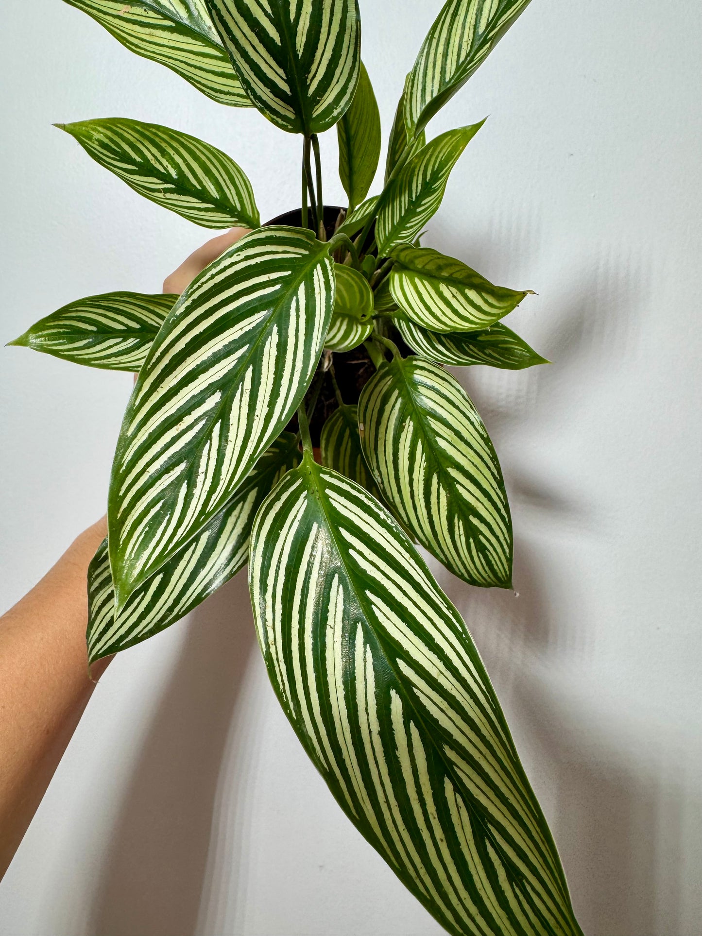 Calathea 1