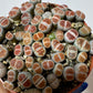 Lithops 6