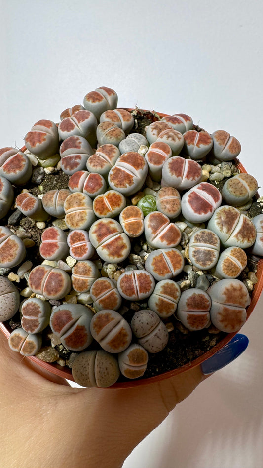 Lithops 6