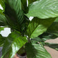 Spathiphyllum Diamond