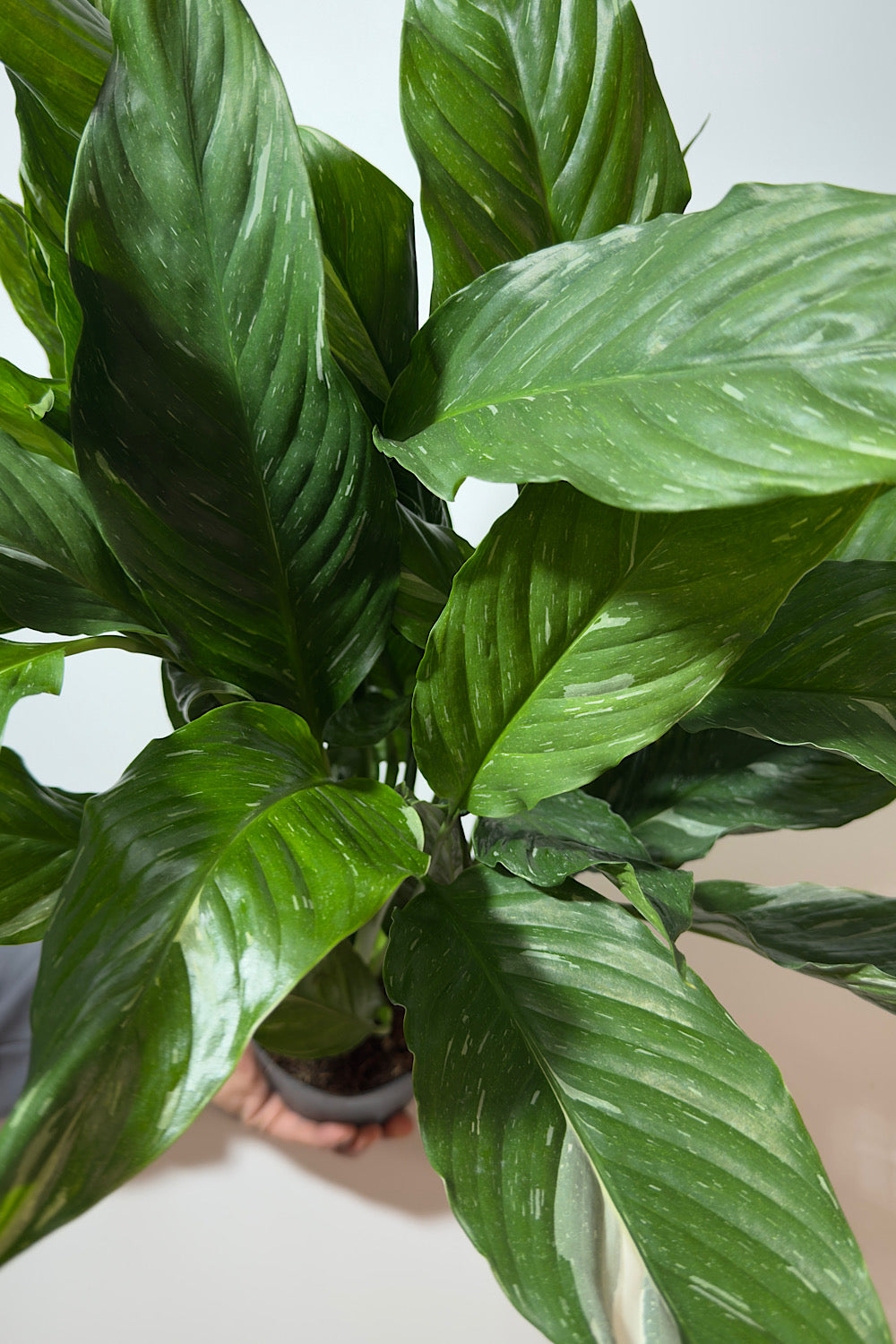 Spathiphyllum Diamond