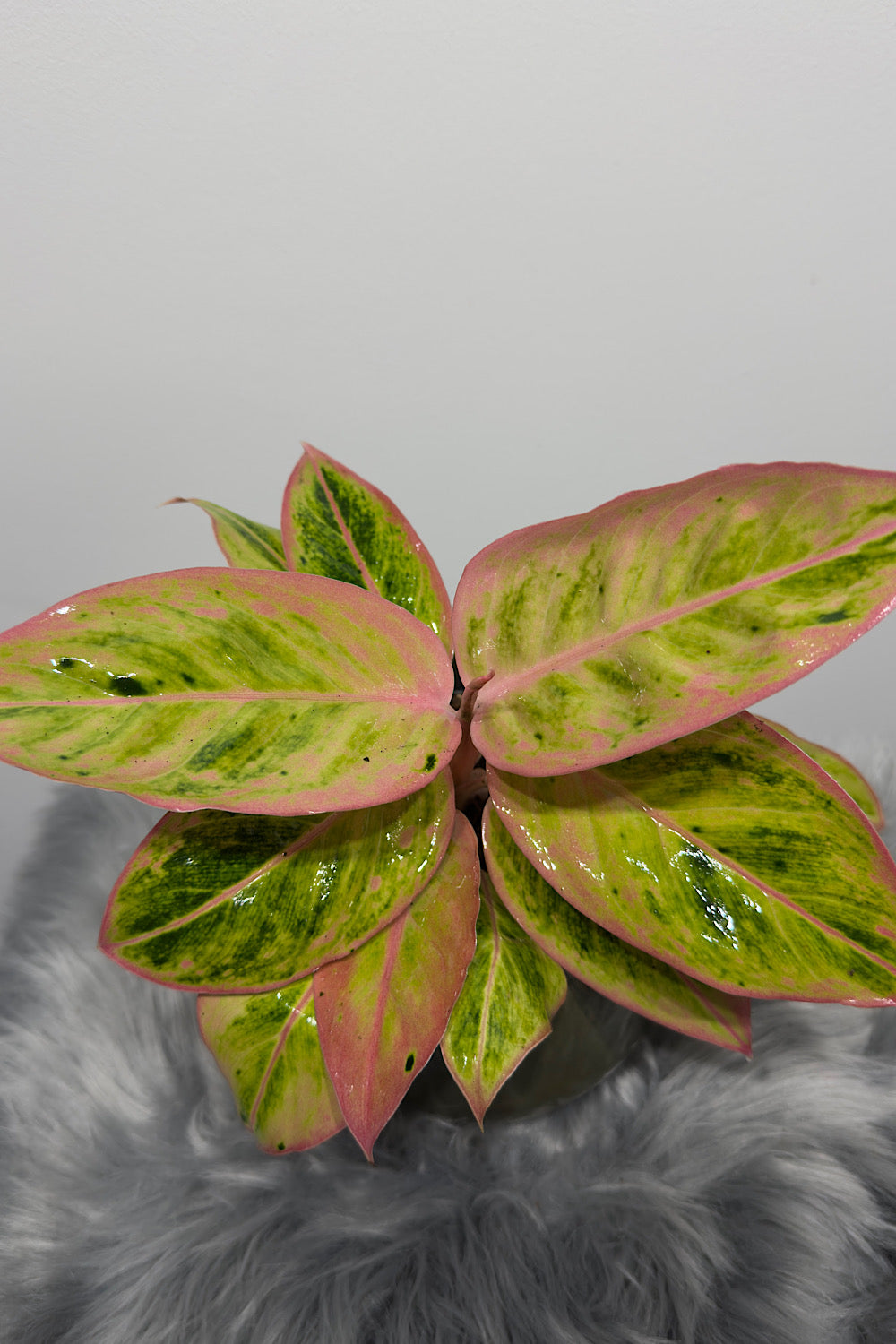 Aglaonema 13