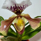 Orhideja Paphiopedilum Amerika 4