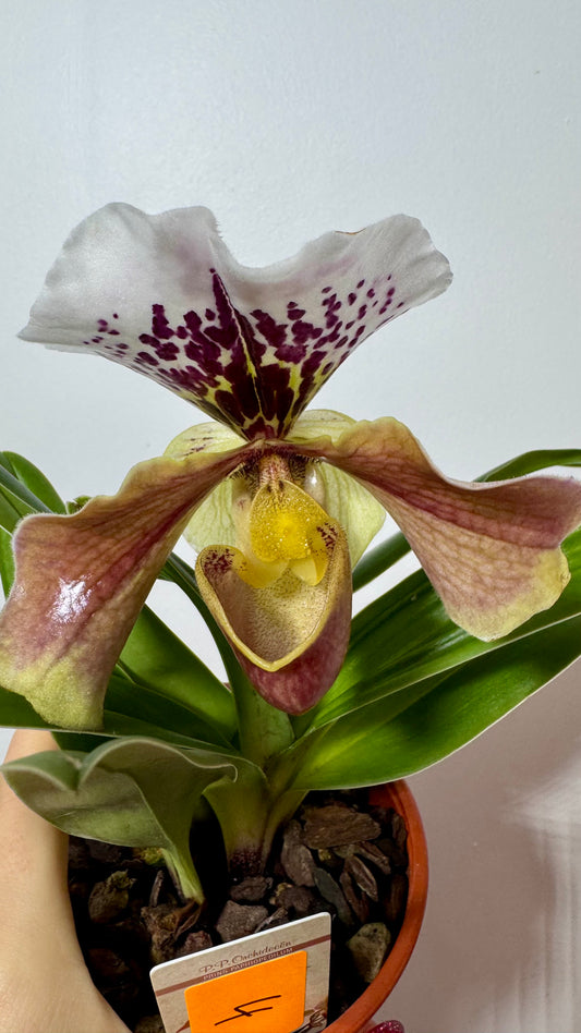 Orhideja Paphiopedilum Amerika 4