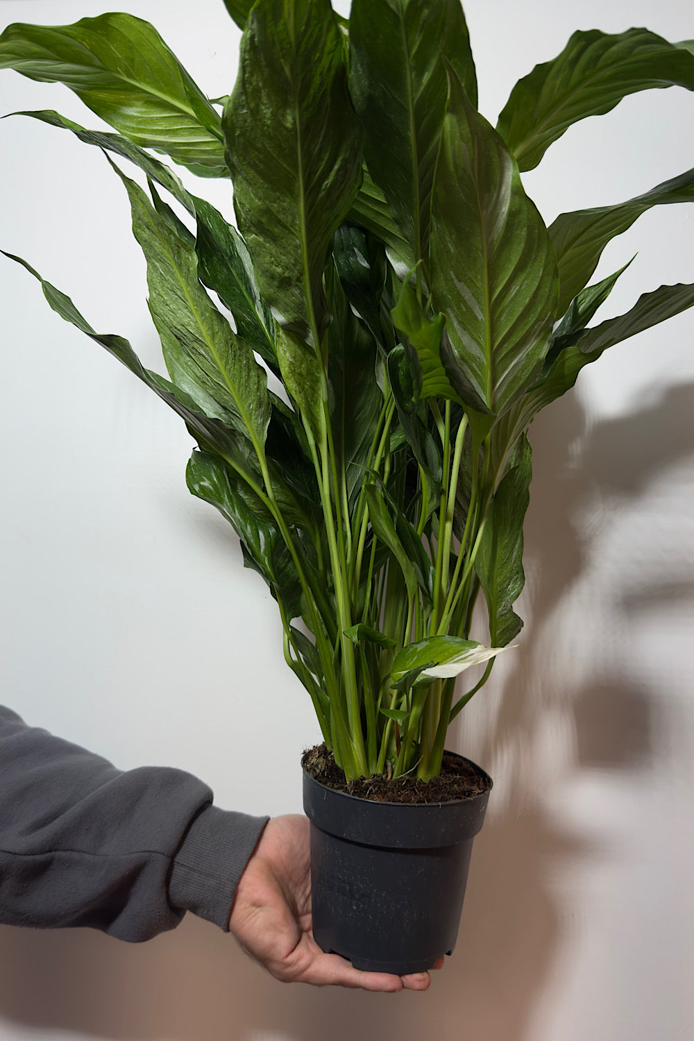 Spathiphyllum Diamond