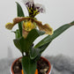 Orhideja Paphiopedilum Amerika 2