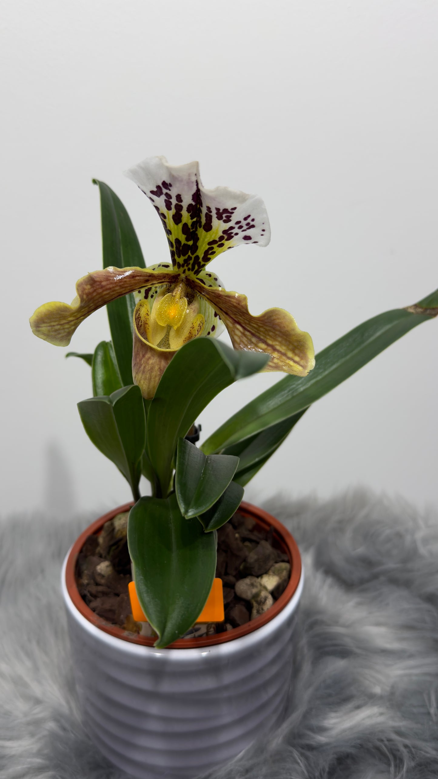 Orhideja Paphiopedilum Amerika 2