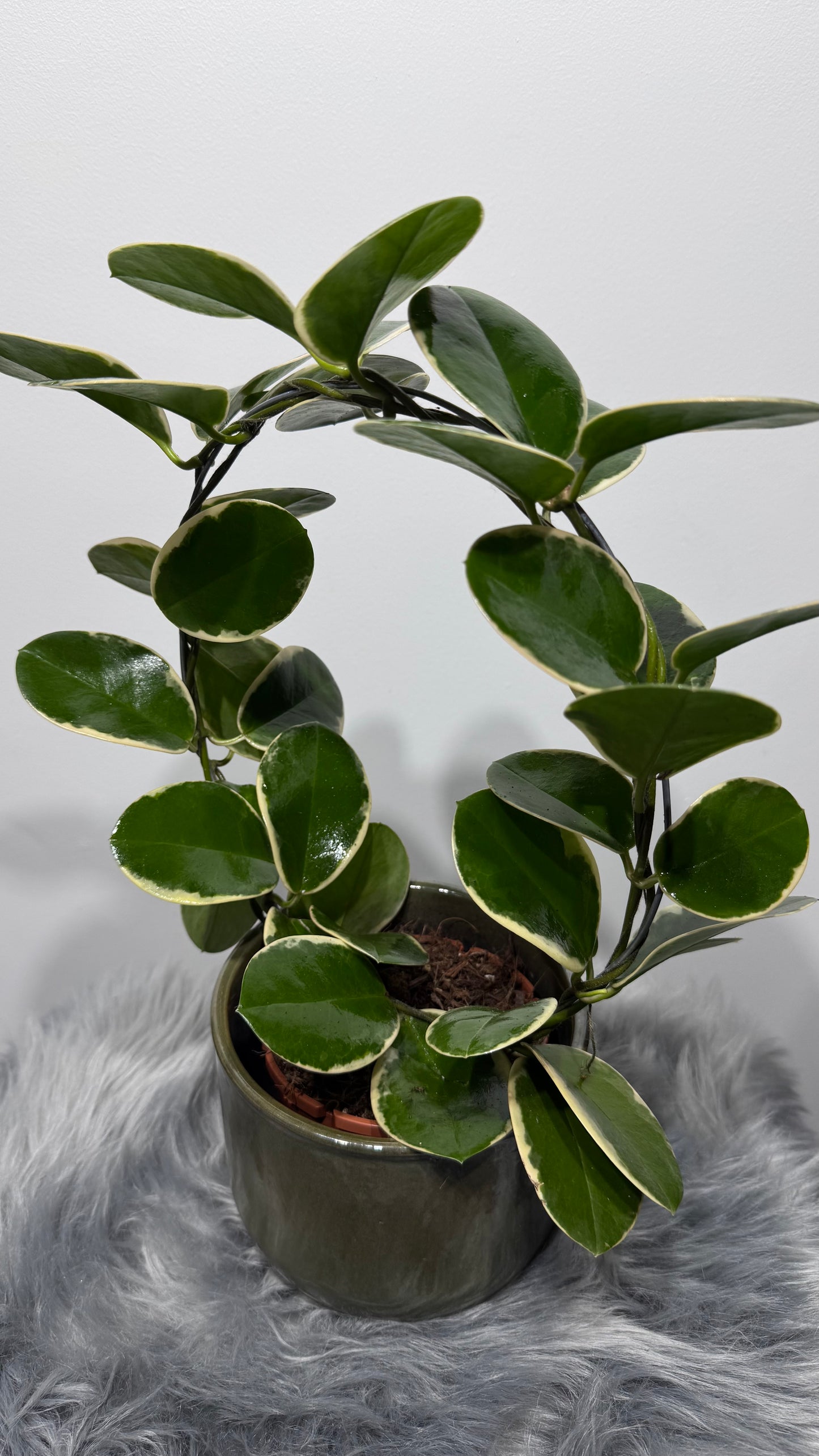 Hoya Australis Blondie