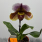 Orhideja Paphiopedilum Amerika 1