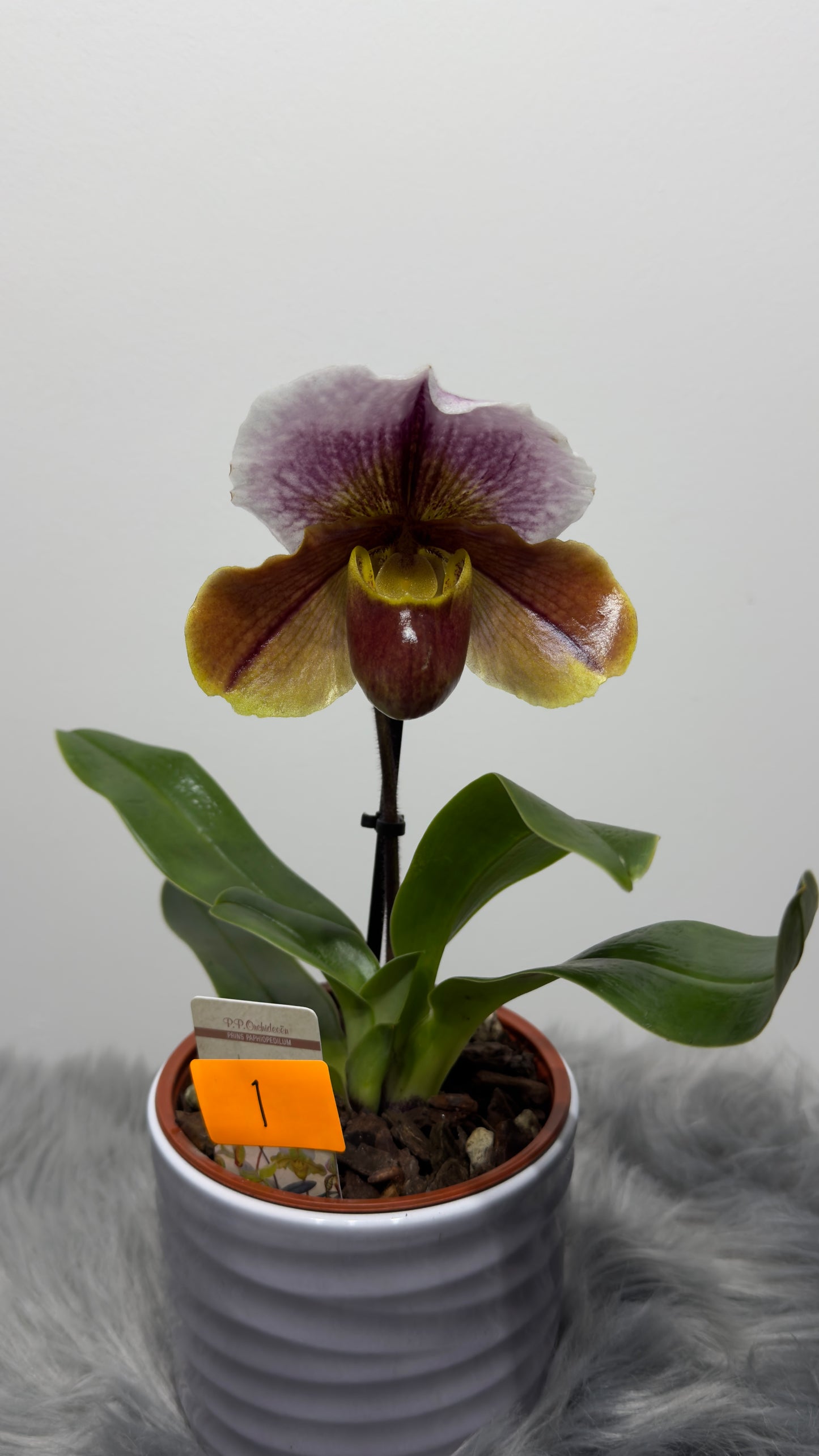 Orhideja Paphiopedilum Amerika 1